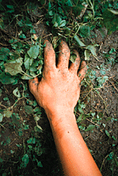 Pull weeds