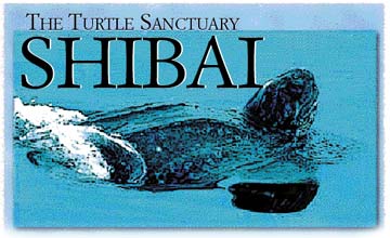 The Turtle Sanctuary shibai