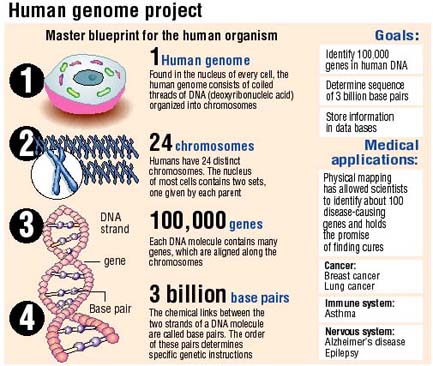 Genome infographic