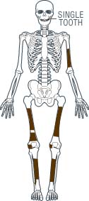 Skeleton Illus.