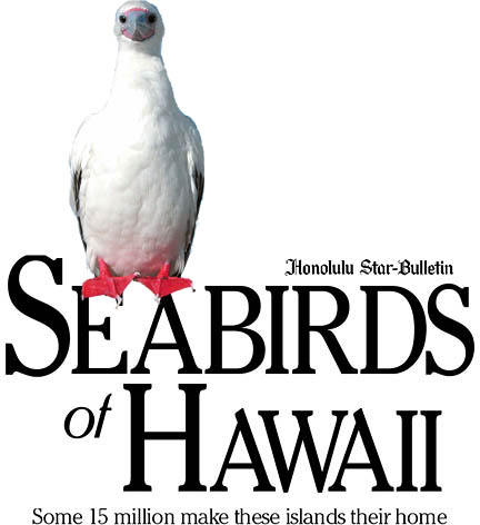 Seabirds of Hawaii