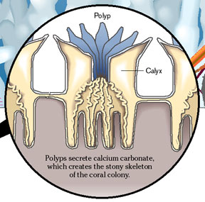 is calcium carbonate safe to ingest