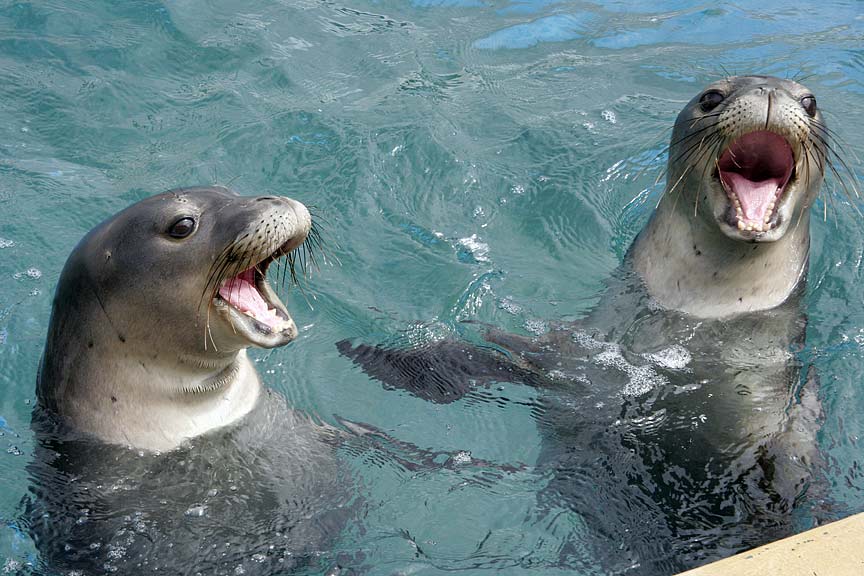 conservation-cute-harsher-penalties-for-hawaiian-monk-seal-harm