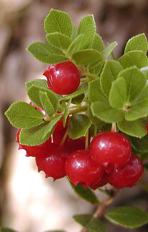 Ohelo Berry