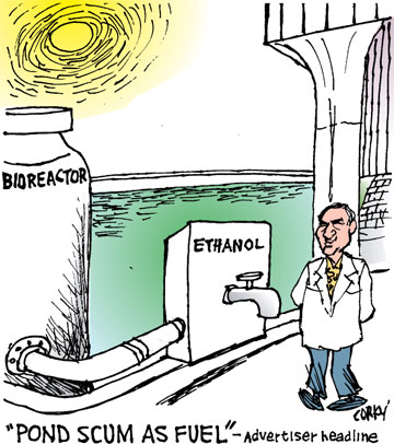 Corky's Hawaii cartoon