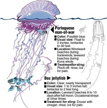 Jellyfish illustration