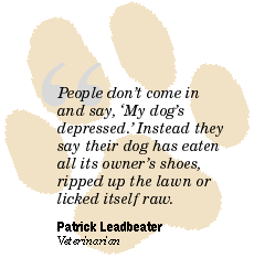 Dog paw