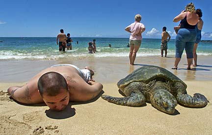 Laniakea Beach - Popularly Known as Turtle Beach