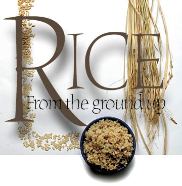 Rice from the ground up