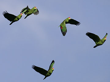 green parrots flying