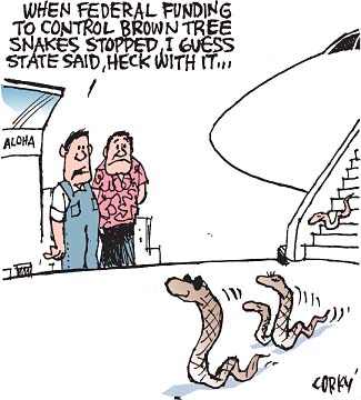 Corky's Hawaii cartoon